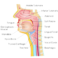 head-and-neck cancer
